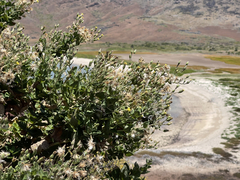 Brickellia peninsularis