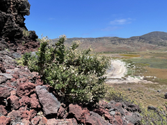 Brickellia peninsularis