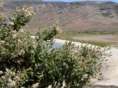 Brickellia peninsularis