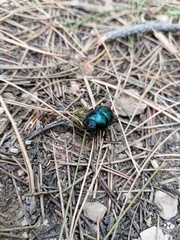 Trypocopris vernalis