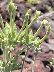 Nicotiana stocktonii