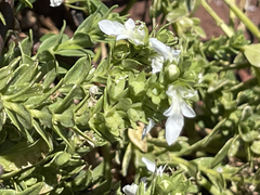 Teucrium townsendii