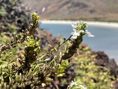 Teucrium townsendii