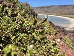 Teucrium townsendii