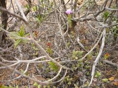 Smicrostigma viride