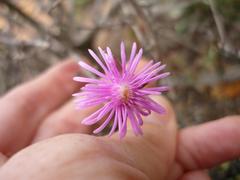 Smicrostigma viride