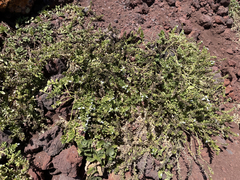 Teucrium townsendii