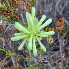 Erica sessiliflora
