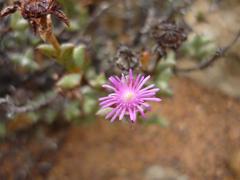 Smicrostigma viride