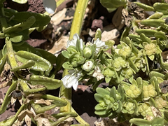 Teucrium townsendii