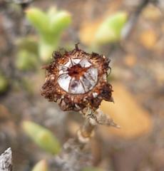 Smicrostigma viride