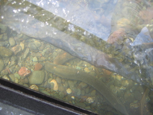 Entosphenus tridentatus