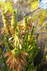 Erica sessiliflora