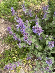 Nepeta racemosa