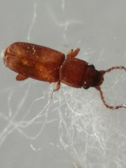 Placonotus testaceus