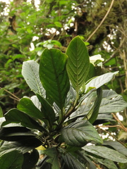 Solanum humboldtianum