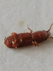 Placonotus testaceus