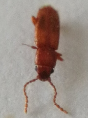 Placonotus testaceus