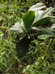 Solanum humboldtianum