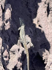 Urosaurus clarionensis