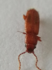 Placonotus testaceus