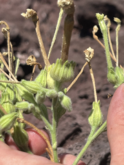 Nicotiana stocktonii