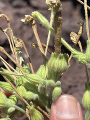 Nicotiana stocktonii