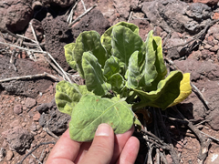 Nicotiana stocktonii