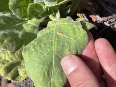 Nicotiana stocktonii