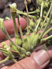 Nicotiana stocktonii