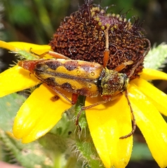 Typocerus octonotatus