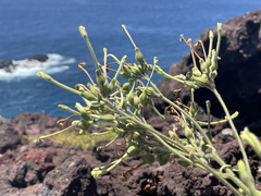 Nicotiana stocktonii