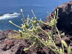 Nicotiana stocktonii