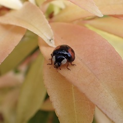 Harmonia axyridis