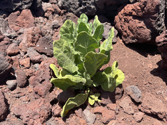 Nicotiana stocktonii