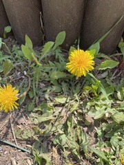 Taraxacum officinale