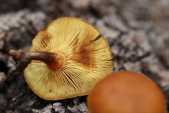 Gymnopilus austropicreus