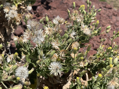 Brickellia peninsularis