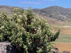 Brickellia peninsularis