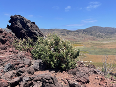 Brickellia peninsularis