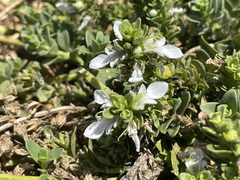 Teucrium townsendii