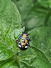 Stenozygum alienatum