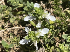 Teucrium townsendii