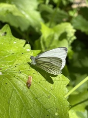 Pieris napi