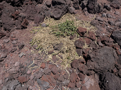 Teucrium townsendii