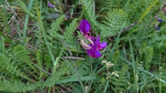 Lathyrus digitatus