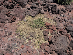 Teucrium townsendii