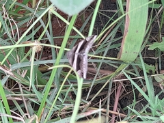 Lepidoptera