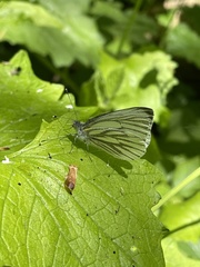 Pieris napi