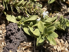 Teucrium townsendii